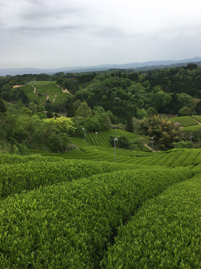 Camellia Sinensis - Organic Matcha Yume