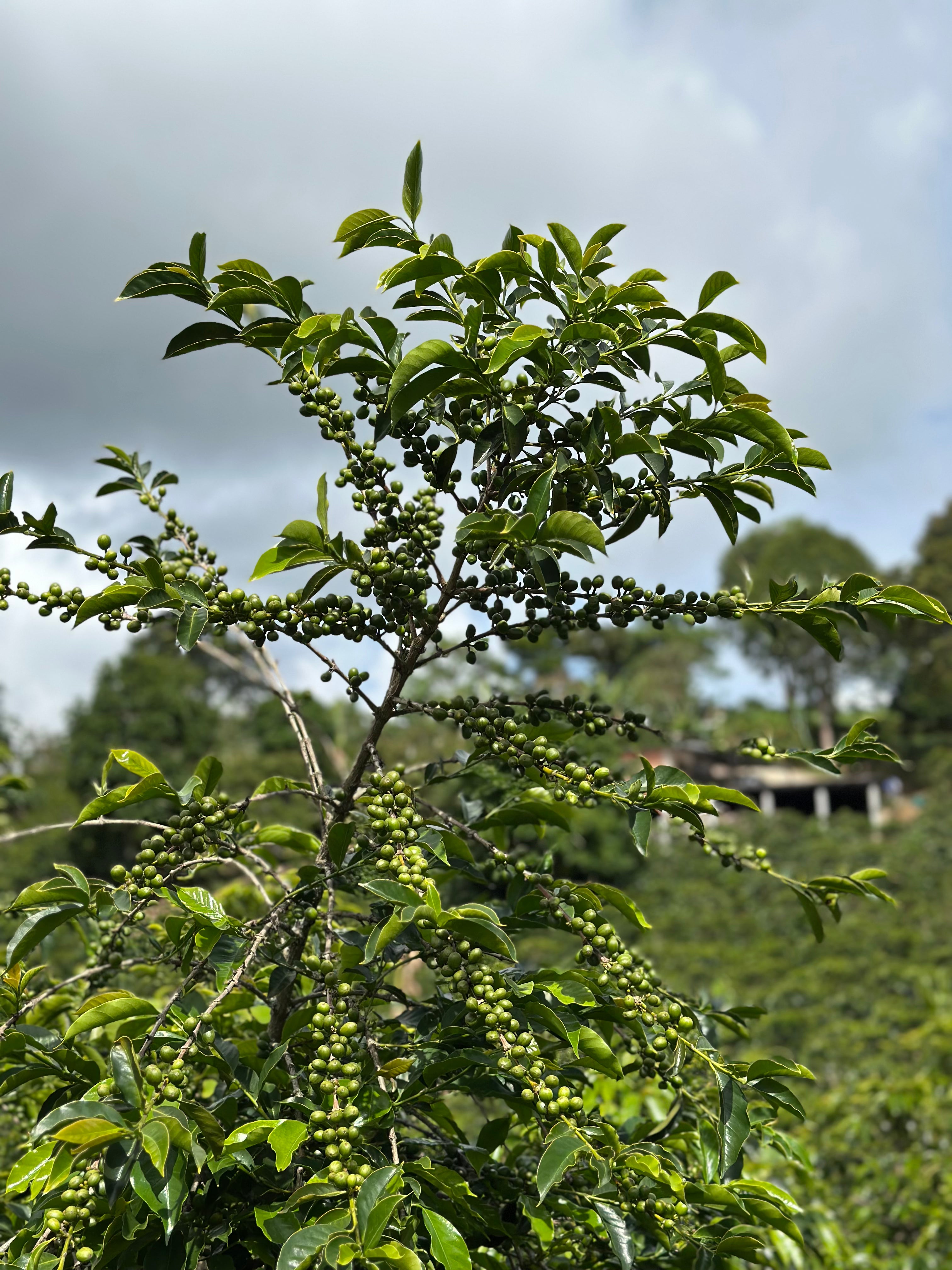 Colectivo - Mary Luz Ruiz