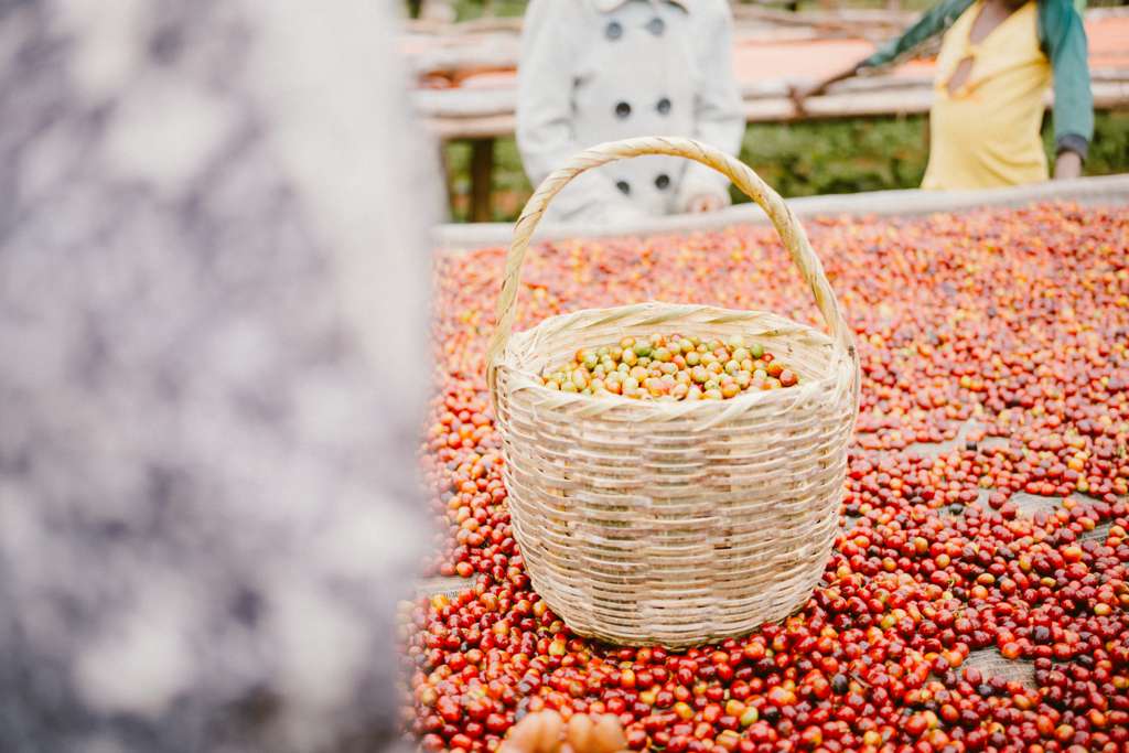 Décaf - Tokuma - Éthiopie