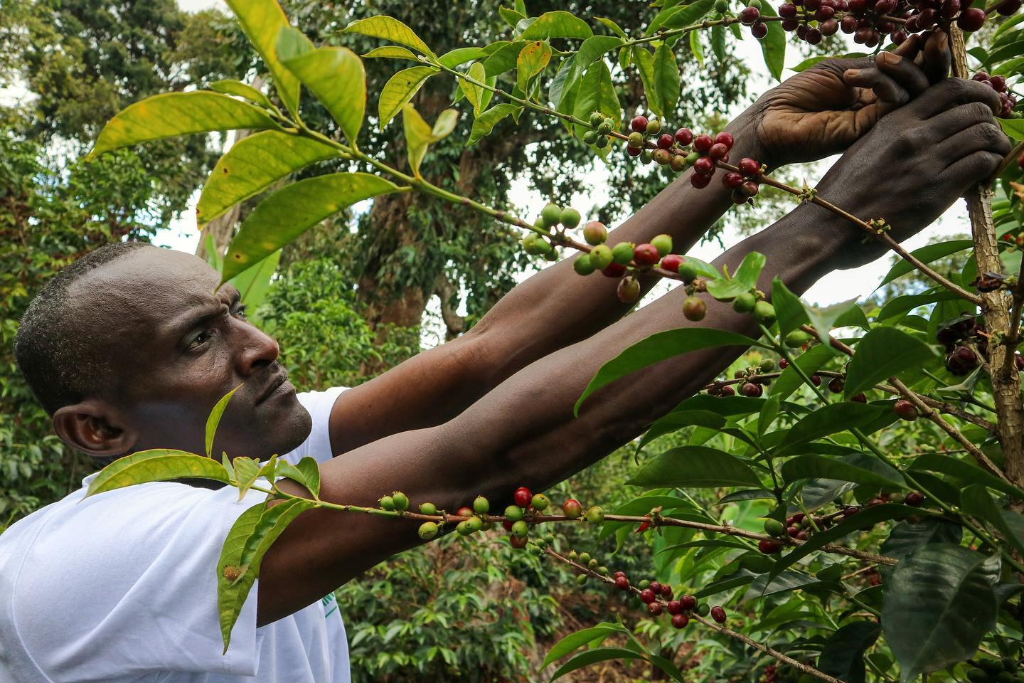 Bookkisa Natural - Ethiopia