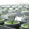 Camellia Sinensis - Matcha Sora
