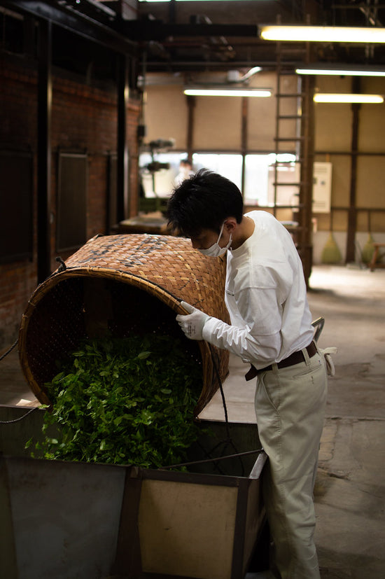 Camellia Sinensis - Matcha Sora