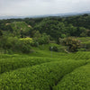 Camellia Sinensis - Organic Matcha Yume