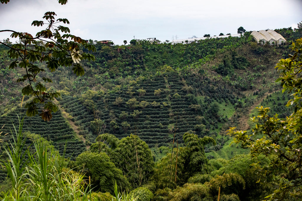 El Vergel - Fruit de la passion