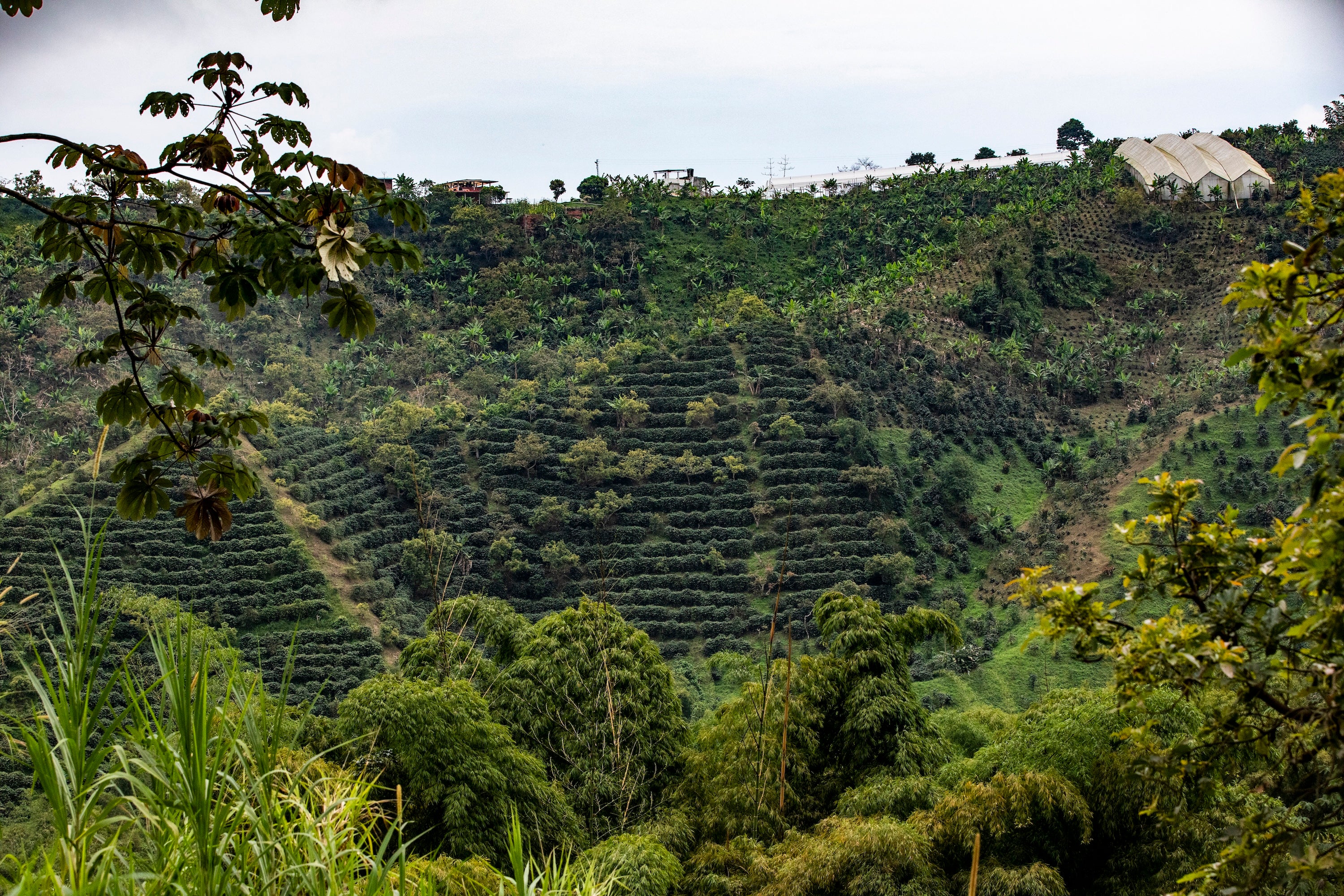 El Vergel - Fruit de la passion