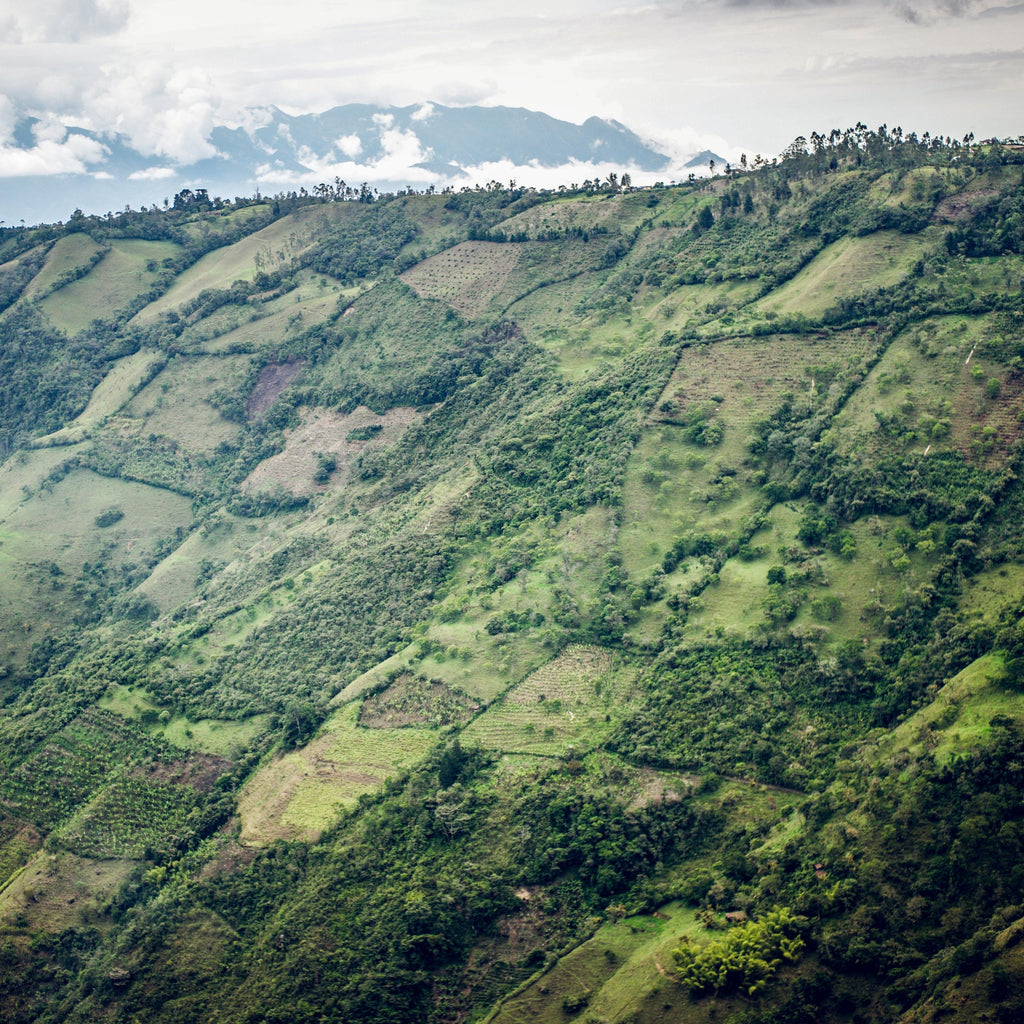 El Naranjo - Colombia