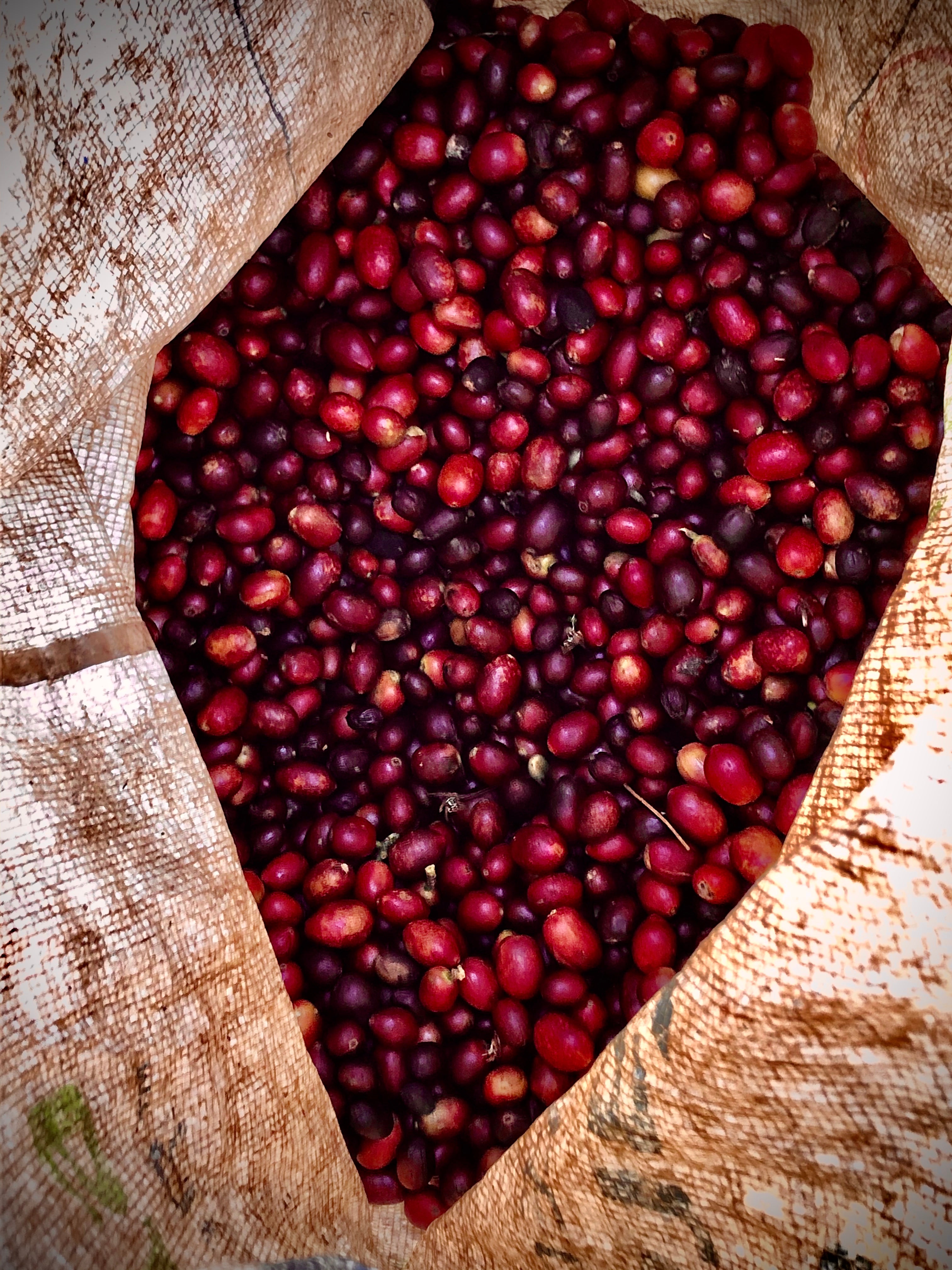 El Vergel - Fruit de la passion