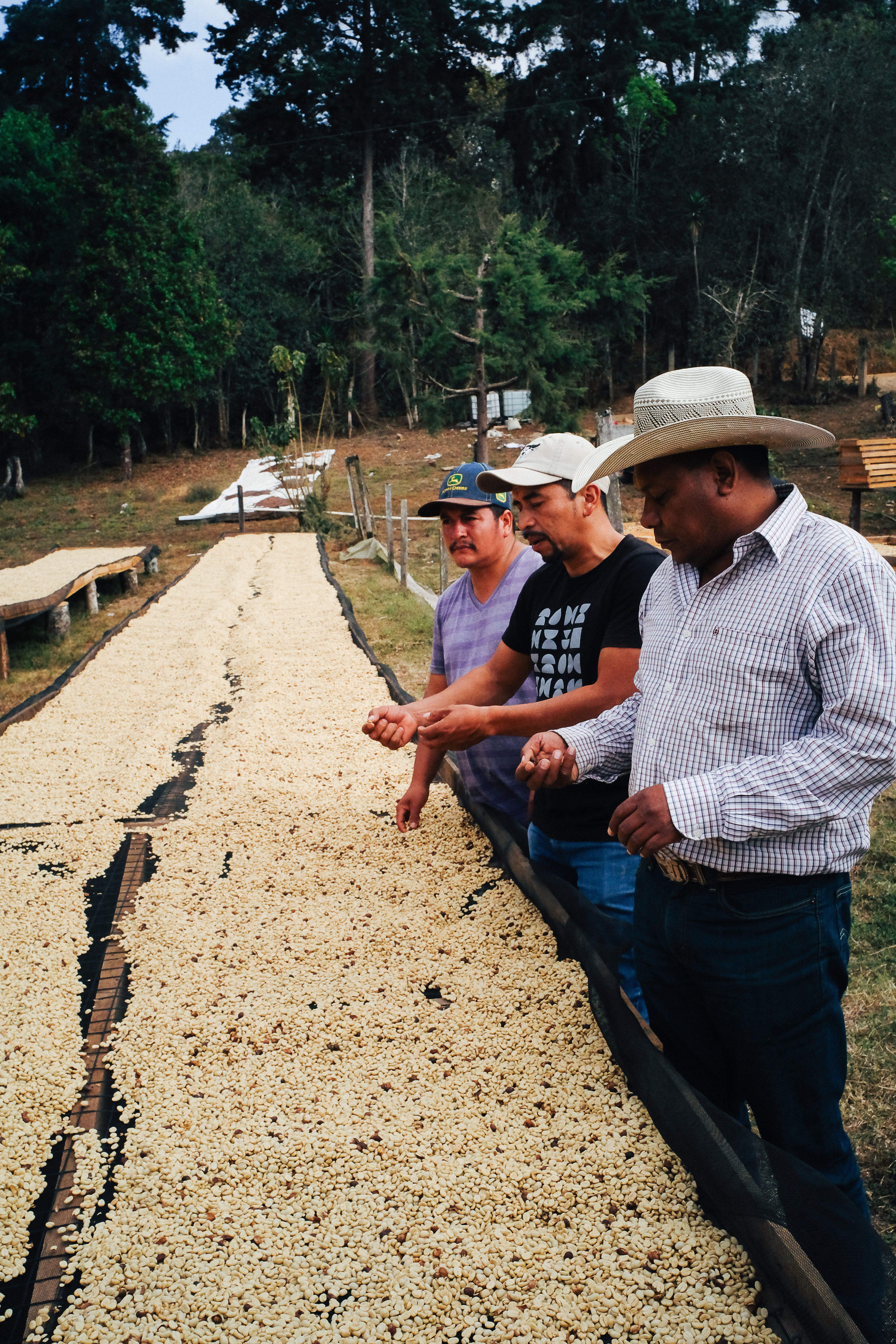 Decaf - Colis Resistencia