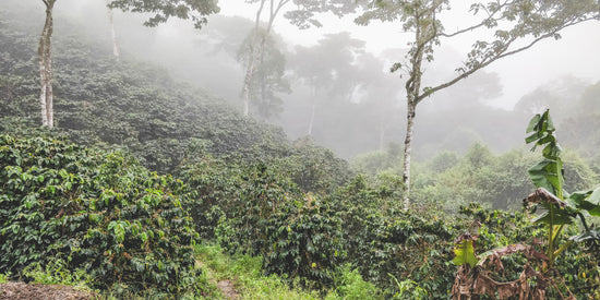 Finca La Bendición - Nicaragua