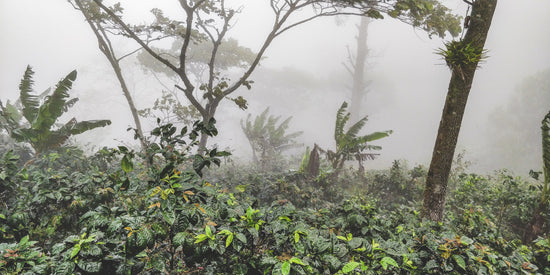 Finca La Bendición - Nicaragua