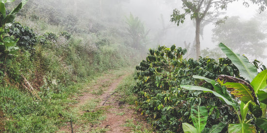 Finca La Bendición - Nicaragua