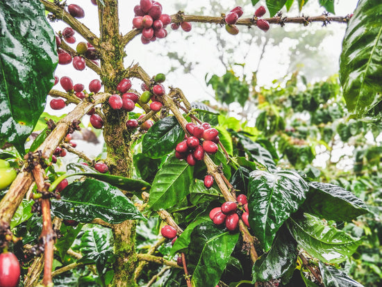 Finca La Bendición - Nicaragua