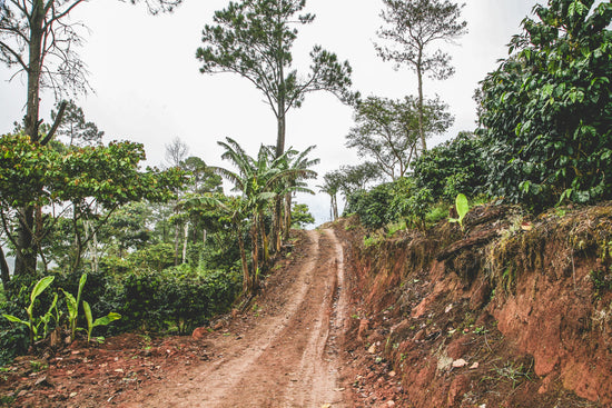 Finca La Bendición - Nicaragua