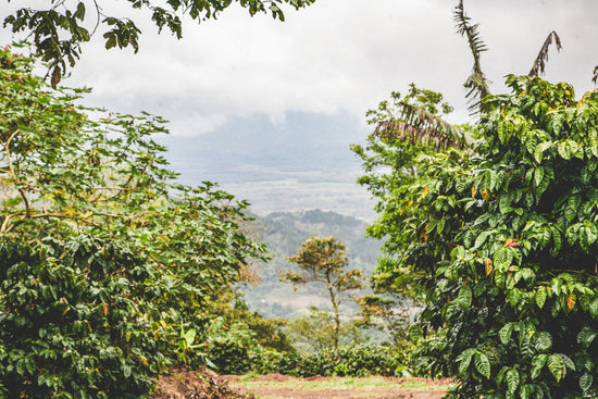 Finca La Bendición