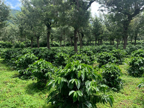 Finca La Hermosa