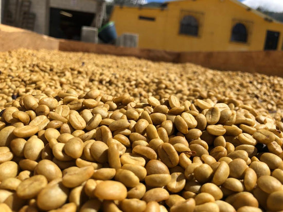 Finca La Hermosa - Guatemala