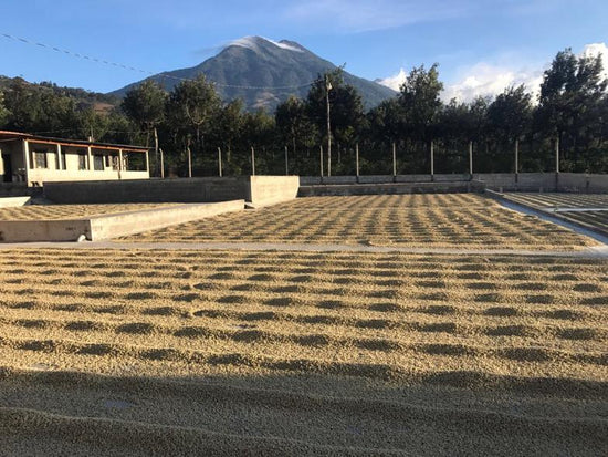 Finca La Hermosa - Guatemala