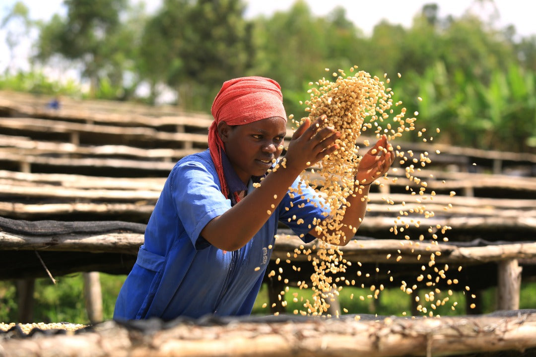 Fugi Ikizere Washed - Rwanda