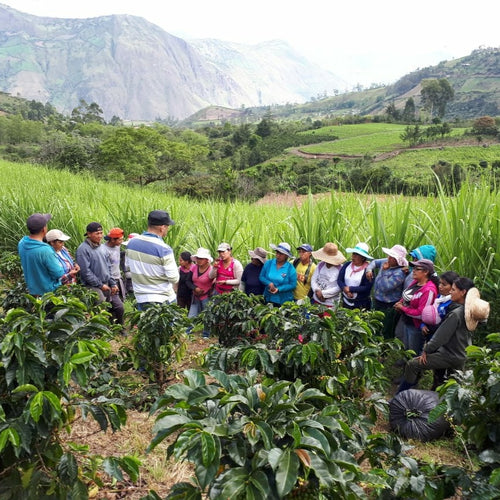 El Naranjo