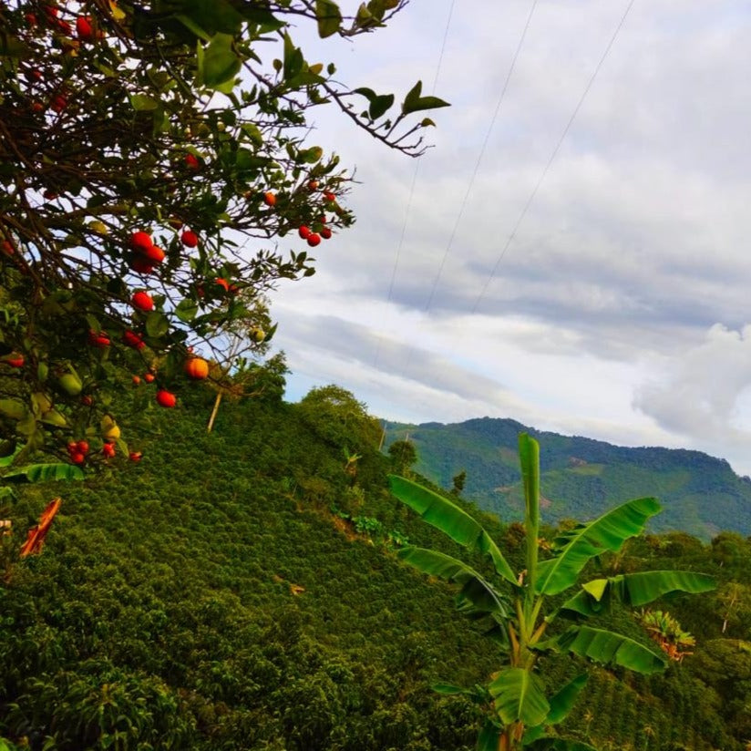 Colectivo - Pastor Ordonez - Colombie